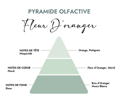 Pyramide olfactive parfum bougie fleur d'oranger