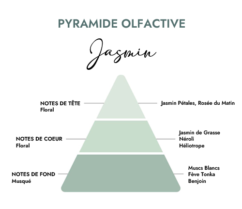 Pyramide olfactive parfum bougie jasmin