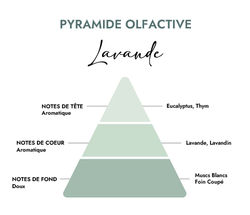 Pyramide olfactive parfum bougie lavande