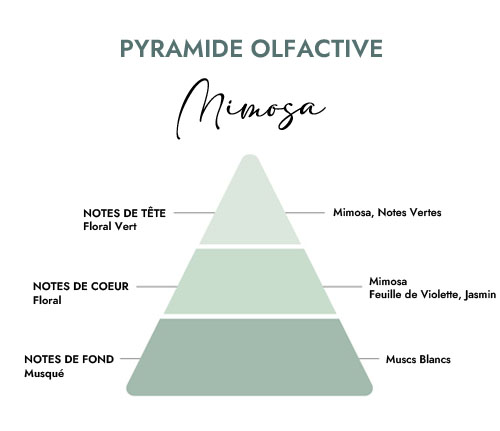 Pyramide olfactive parfum bougie mimosa