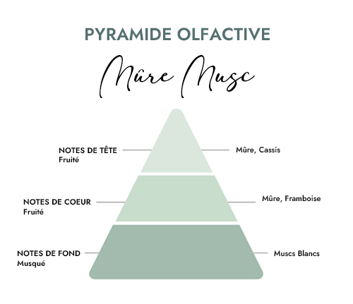 Pyramide olfactive parfum bougie mure musc