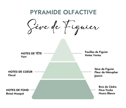 Pyramide olfactive parfum bougie sève de figuier